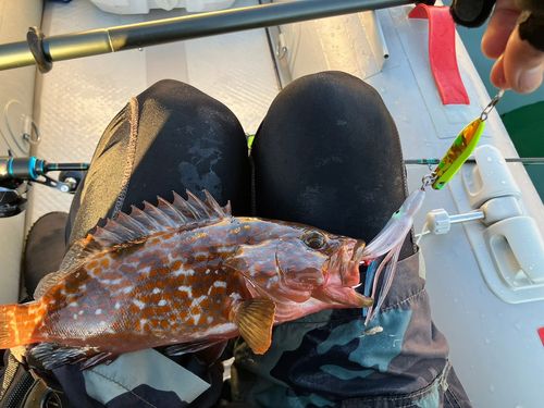 キジハタの釣果