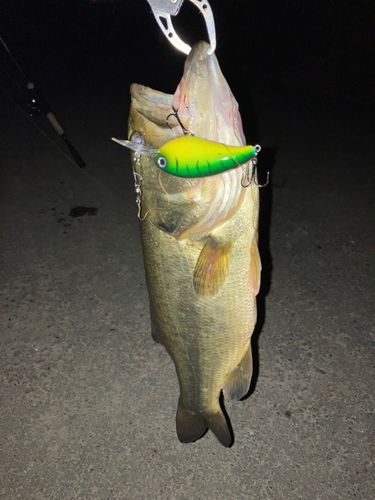 ラージマウスバスの釣果