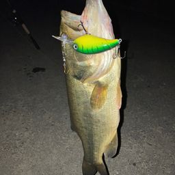 ラージマウスバス