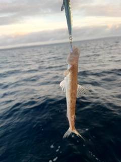 エソの釣果
