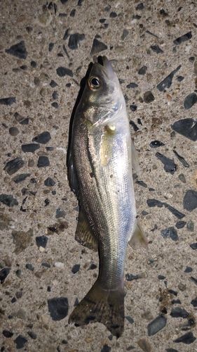 セイゴ（マルスズキ）の釣果