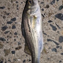 セイゴ（マルスズキ）