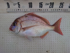 チダイの釣果
