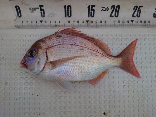チダイの釣果