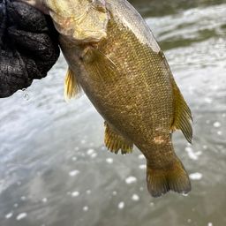 スモールマウスバス