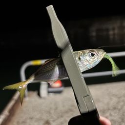 アジ