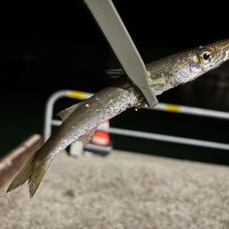 カマス