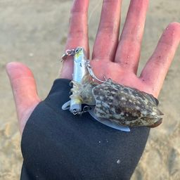 コウイカ