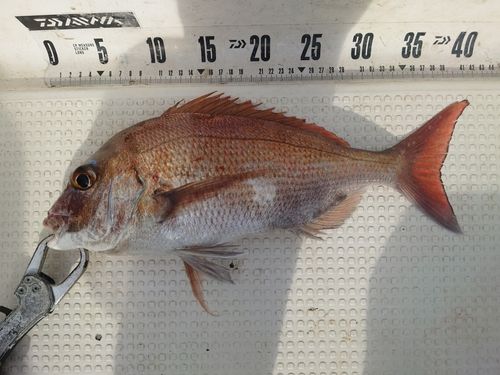 マダイの釣果