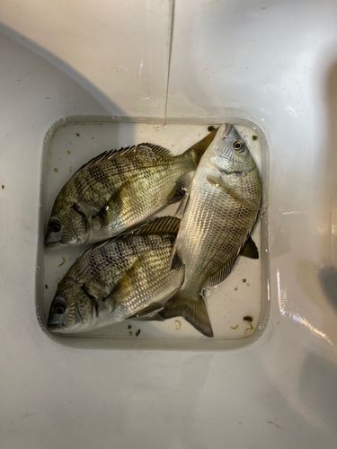 舞鶴湾