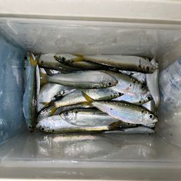 サッパ