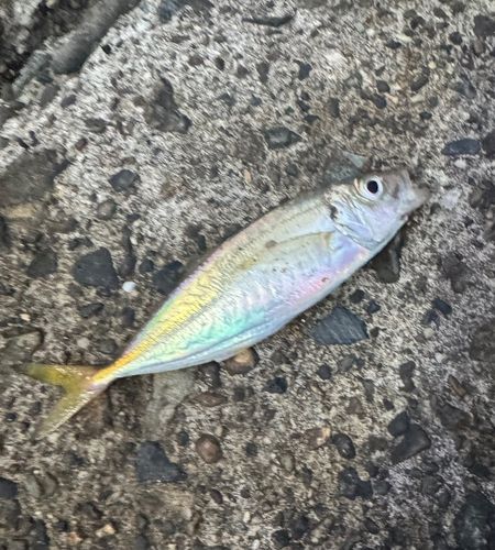 那珂湊港