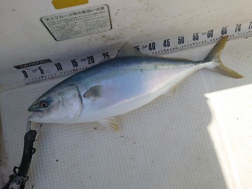 ガンドの釣果