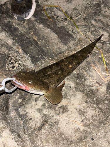 マゴチの釣果