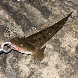 マゴチ