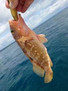キジハタの釣果