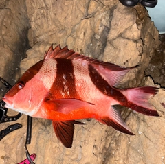 センネンダイの釣果