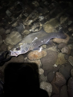 フッコ（ヒラスズキ）の釣果