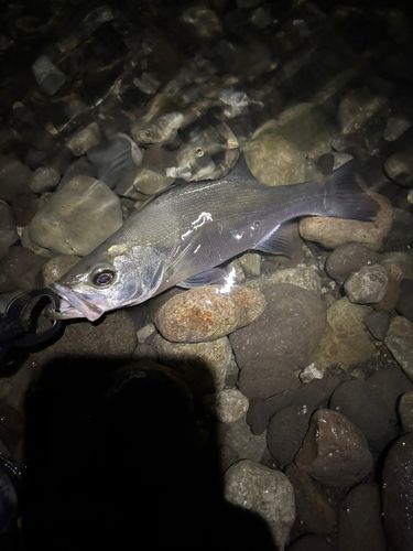フッコ（ヒラスズキ）の釣果