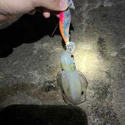 アオリイカ