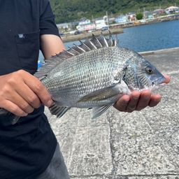 クロダイ