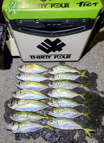 アジの釣果