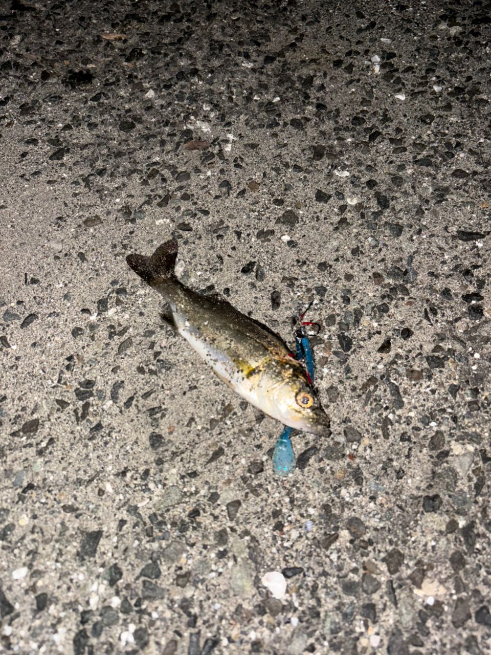 セイゴ（タイリクスズキ）