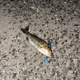 セイゴ（タイリクスズキ）