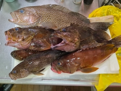 オオモンハタの釣果