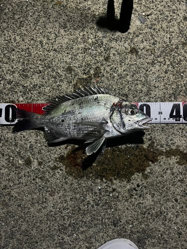 チヌの釣果