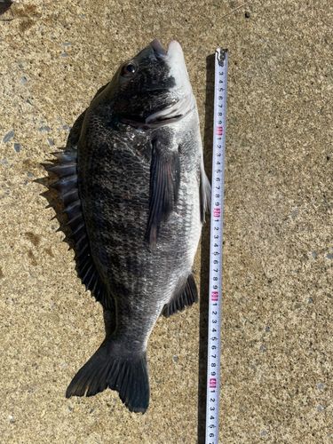 クロダイの釣果