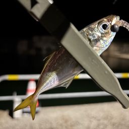 アジ