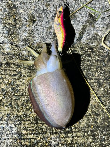 コウイカの釣果