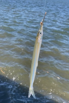サヨリの釣果