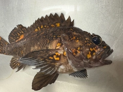 オウゴンムラソイの釣果
