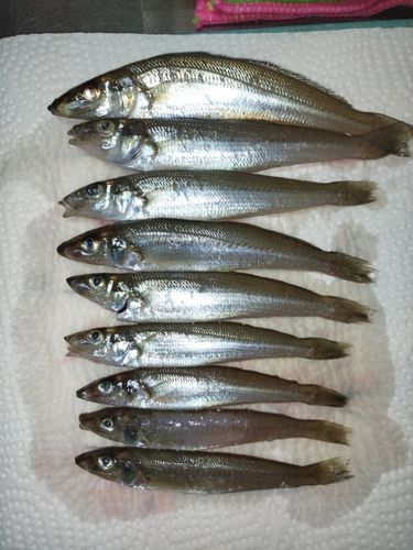 キスの釣果