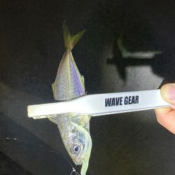 アジ