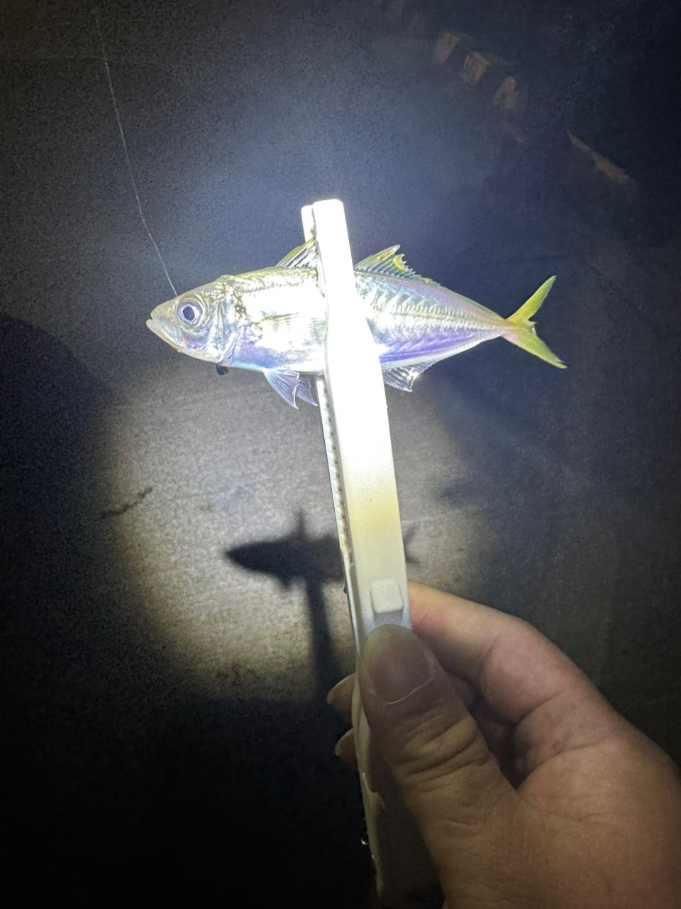 アジ
