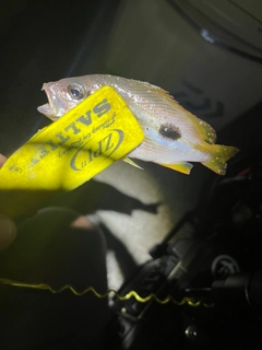 ヨコスジフエダイの釣果