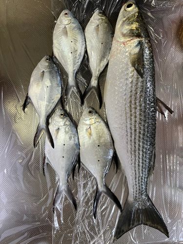 ボラの釣果