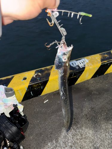 タチウオの釣果