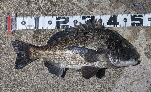 クロダイの釣果