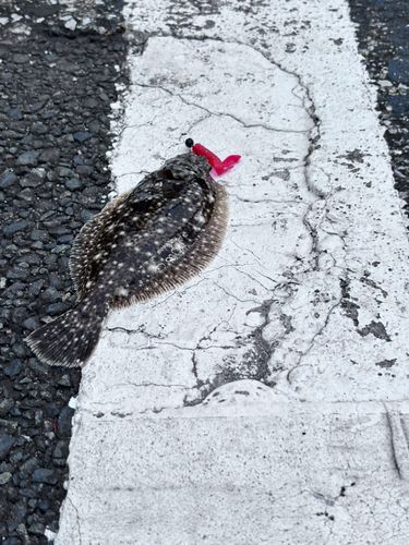 カレイの釣果