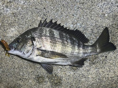 広島湾