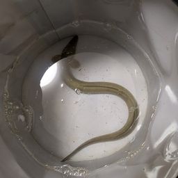 ウナギ