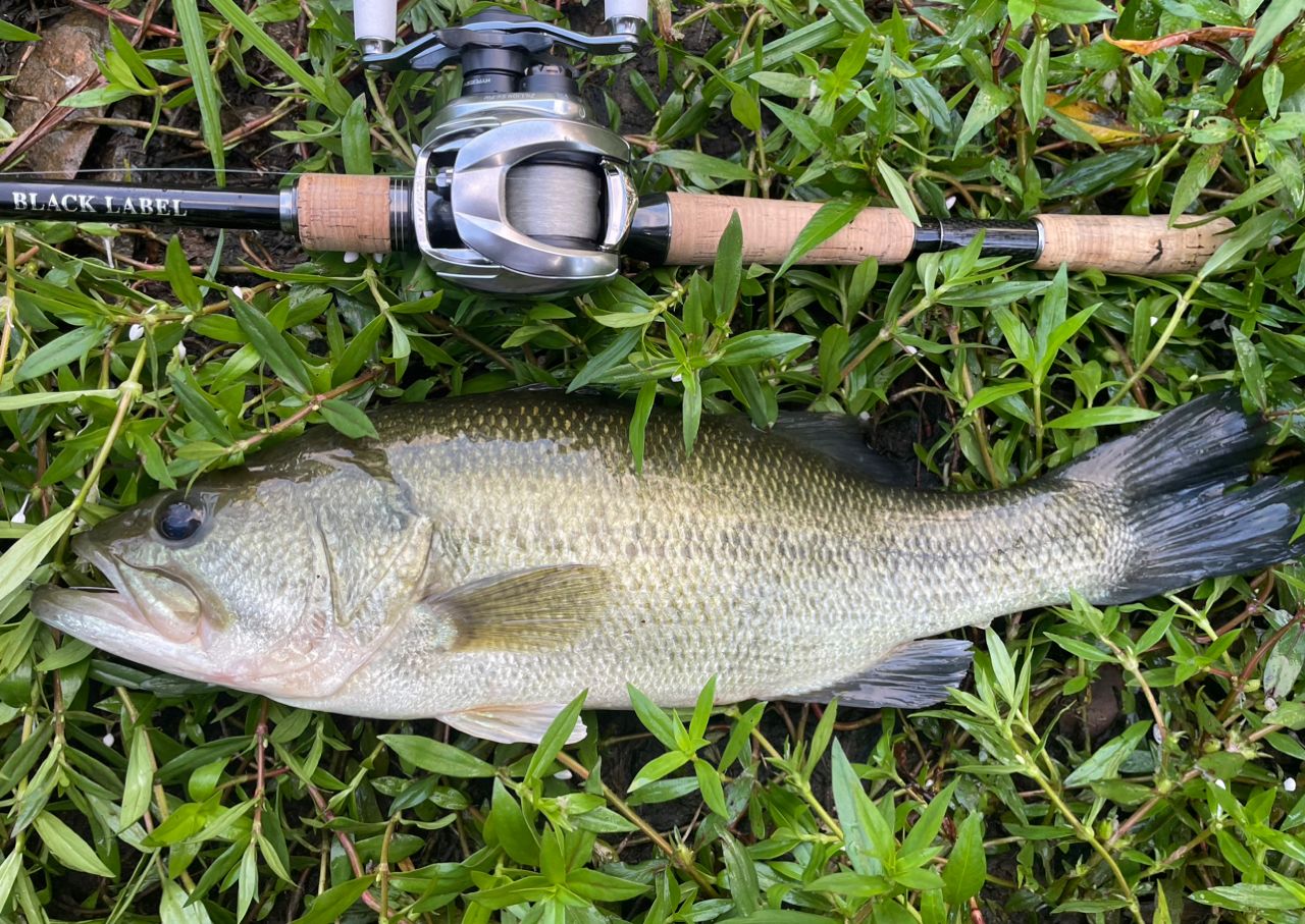 DAIWA 19ブラックレーベル SG 701MHXBの最安値・インプレ・釣果 | 本音