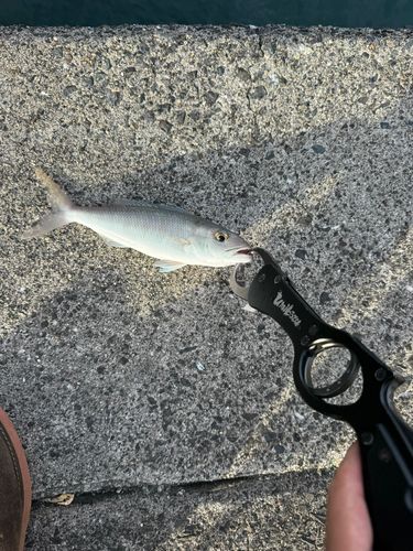 アオチビキの釣果