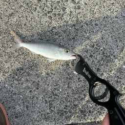 アオチビキ