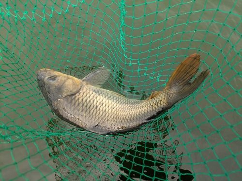 コイの釣果