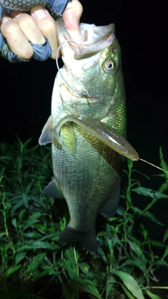 ブラックバスの釣果